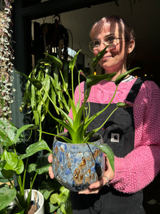 Alocasia Tiny Dancer / Elephant Ear