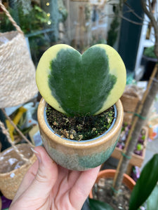 Hoya kerrii variegata- Sweetheart Hoya
