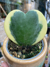 Load image into Gallery viewer, Hoya kerrii variegata- Sweetheart Hoya
