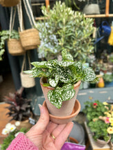 Load image into Gallery viewer, Hypoestes phyllostachya White / Polka Dot Plant
