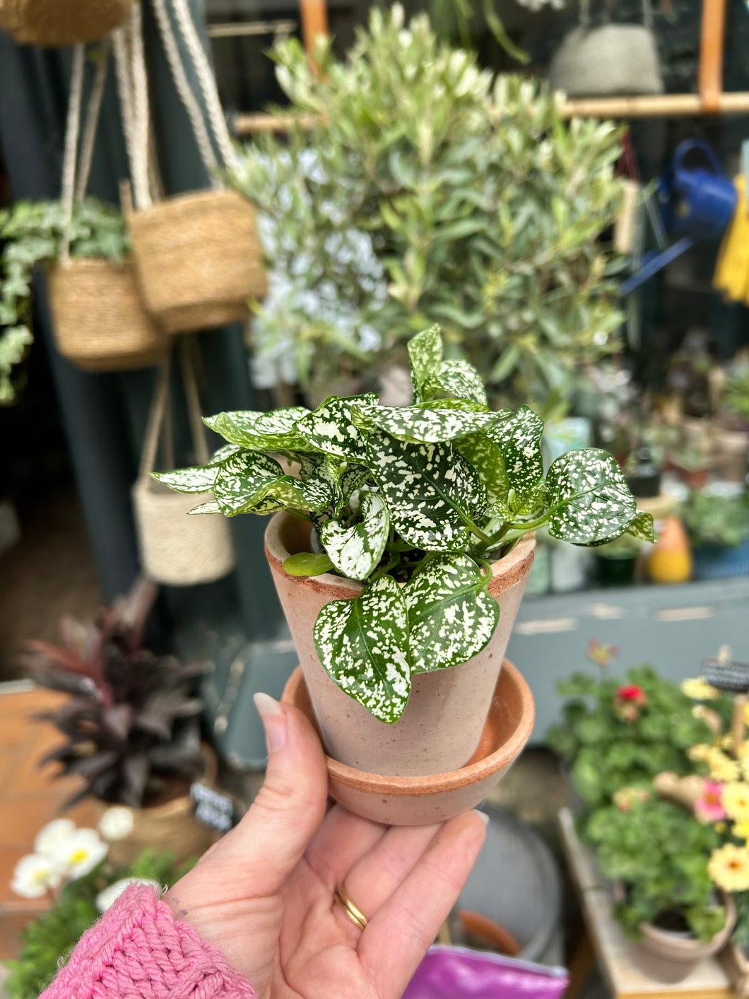 Hypoestes phyllostachya White / Polka Dot Plant