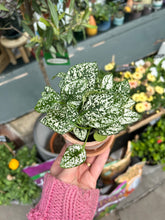 Load image into Gallery viewer, Hypoestes phyllostachya White / Polka Dot Plant
