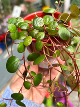 Load image into Gallery viewer, Peperomia pepperspot / Green Coins
