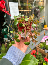 Load image into Gallery viewer, Peperomia pepperspot / Green Coins
