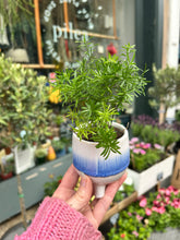 Load image into Gallery viewer, Asparagus densiflorus Mazeppa / Mazeppa Emerald Fern
