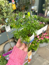 Load image into Gallery viewer, Asparagus densiflorus Mazeppa / Mazeppa Emerald Fern
