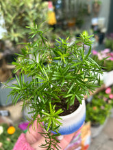 Load image into Gallery viewer, Asparagus densiflorus Mazeppa / Mazeppa Emerald Fern
