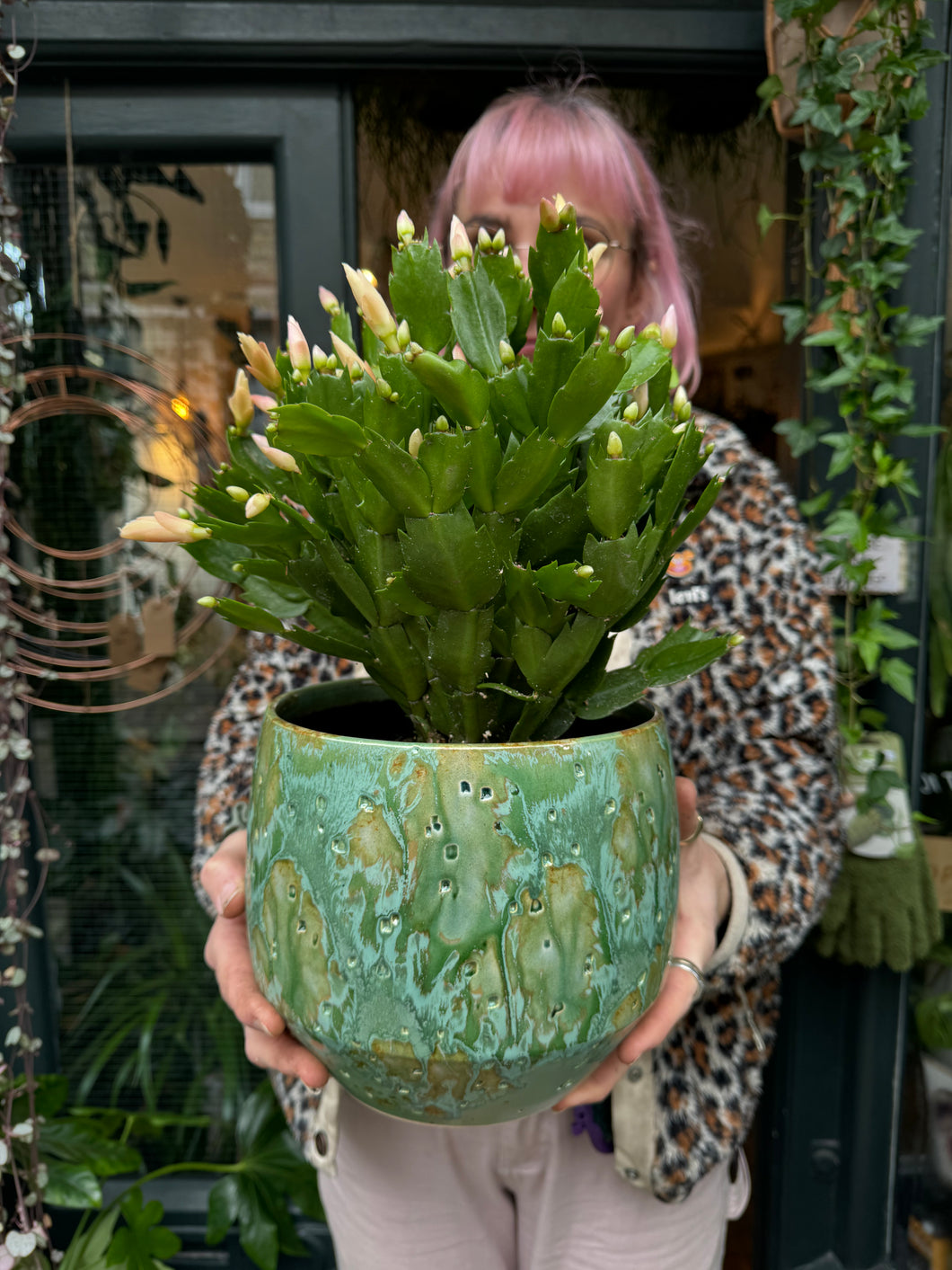 Schlumbergera / Christmas Cactus - 17cm Pot