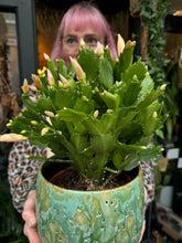 Load image into Gallery viewer, Schlumbergera / Christmas Cactus - 17cm Pot
