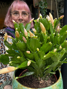 Schlumbergera / Christmas Cactus - 17cm Pot