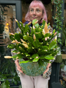 Schlumbergera / Christmas Cactus - 17cm Pot