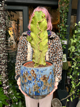 Load image into Gallery viewer, Euphorbia ingens Marmorata Variegata / Variegated Candelabra - *Local Delivery or Local Pick Up Only*
