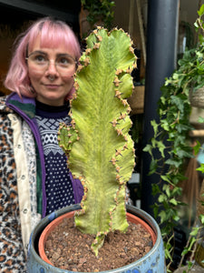 Euphorbia ingens Marmorata Variegata / Variegated Candelabra - *Local Delivery or Local Pick Up Only*