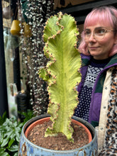 Load image into Gallery viewer, Euphorbia ingens Marmorata Variegata / Variegated Candelabra - *Local Delivery or Local Pick Up Only*
