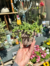 Load image into Gallery viewer, Senecio herreianus / String of Beads
