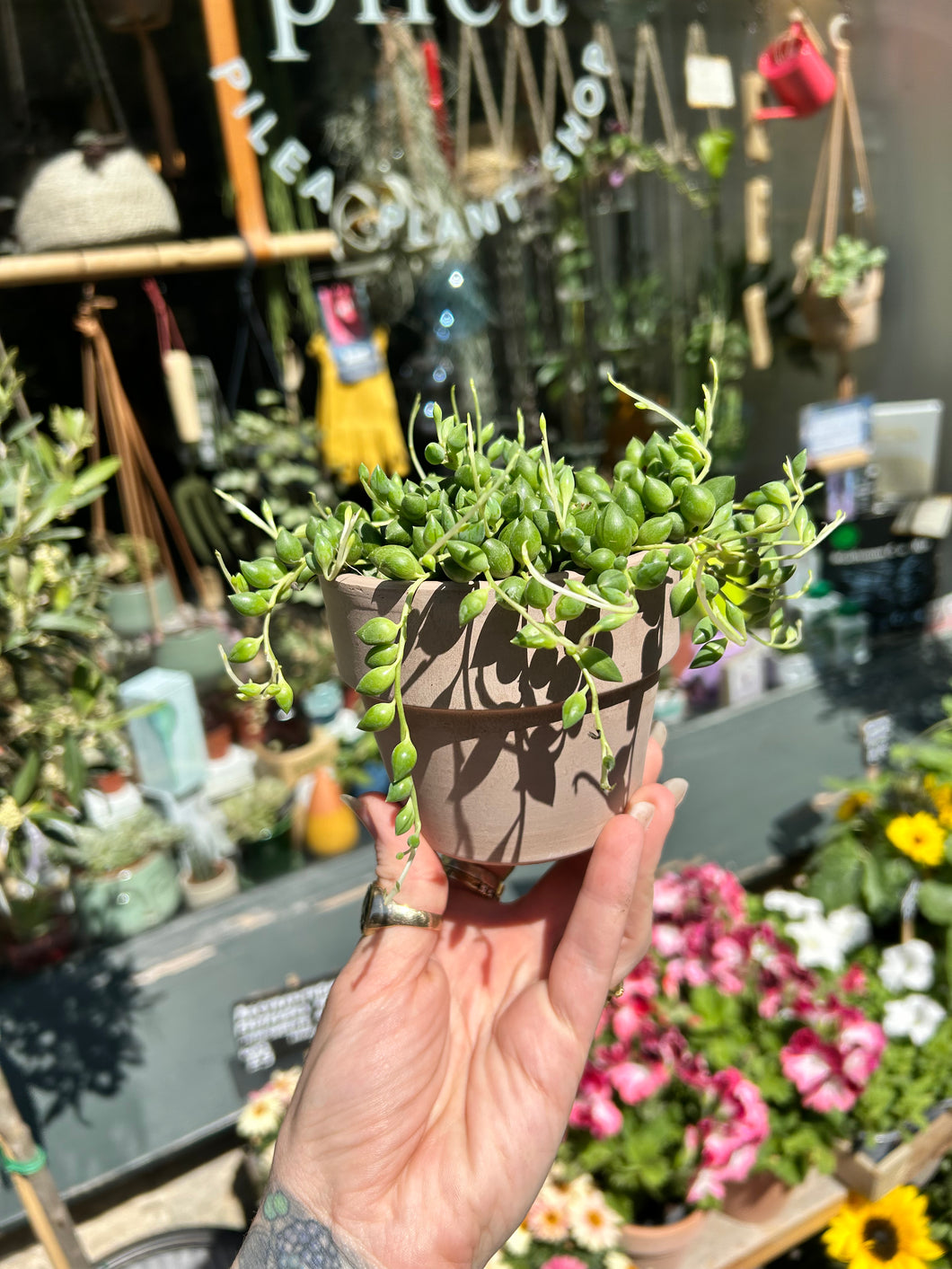 Senecio herreianus / String of Beads