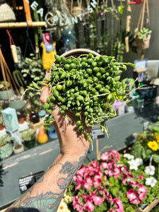 Senecio herreianus / String of Beads