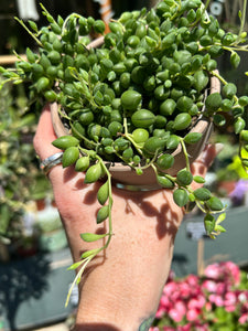 Senecio herreianus / String of Beads