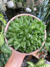 Load image into Gallery viewer, Haworthia cooperi

