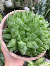Load image into Gallery viewer, Haworthia cooperi
