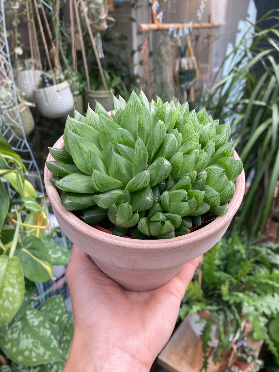 Haworthia cooperi