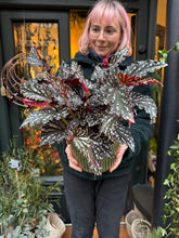 Load image into Gallery viewer, Begonia maculata Black Forest / Black Polkadot Begonia
