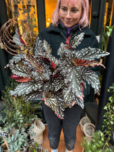 Load image into Gallery viewer, Begonia maculata Black Forest / Black Polkadot Begonia
