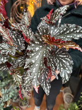 Load image into Gallery viewer, Begonia maculata Black Forest / Black Polkadot Begonia
