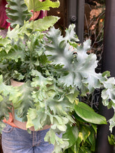 Load image into Gallery viewer, Phlebodium aureum Davana / Blue Star Fern
