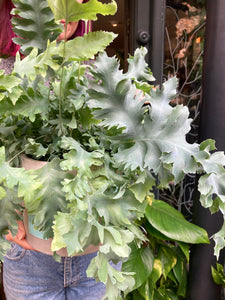Phlebodium aureum Davana / Blue Star Fern