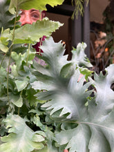 Load image into Gallery viewer, Phlebodium aureum Davana / Blue Star Fern
