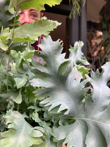Phlebodium aureum Davana / Blue Star Fern