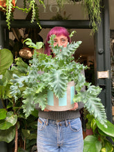 Load image into Gallery viewer, Phlebodium aureum Davana / Blue Star Fern
