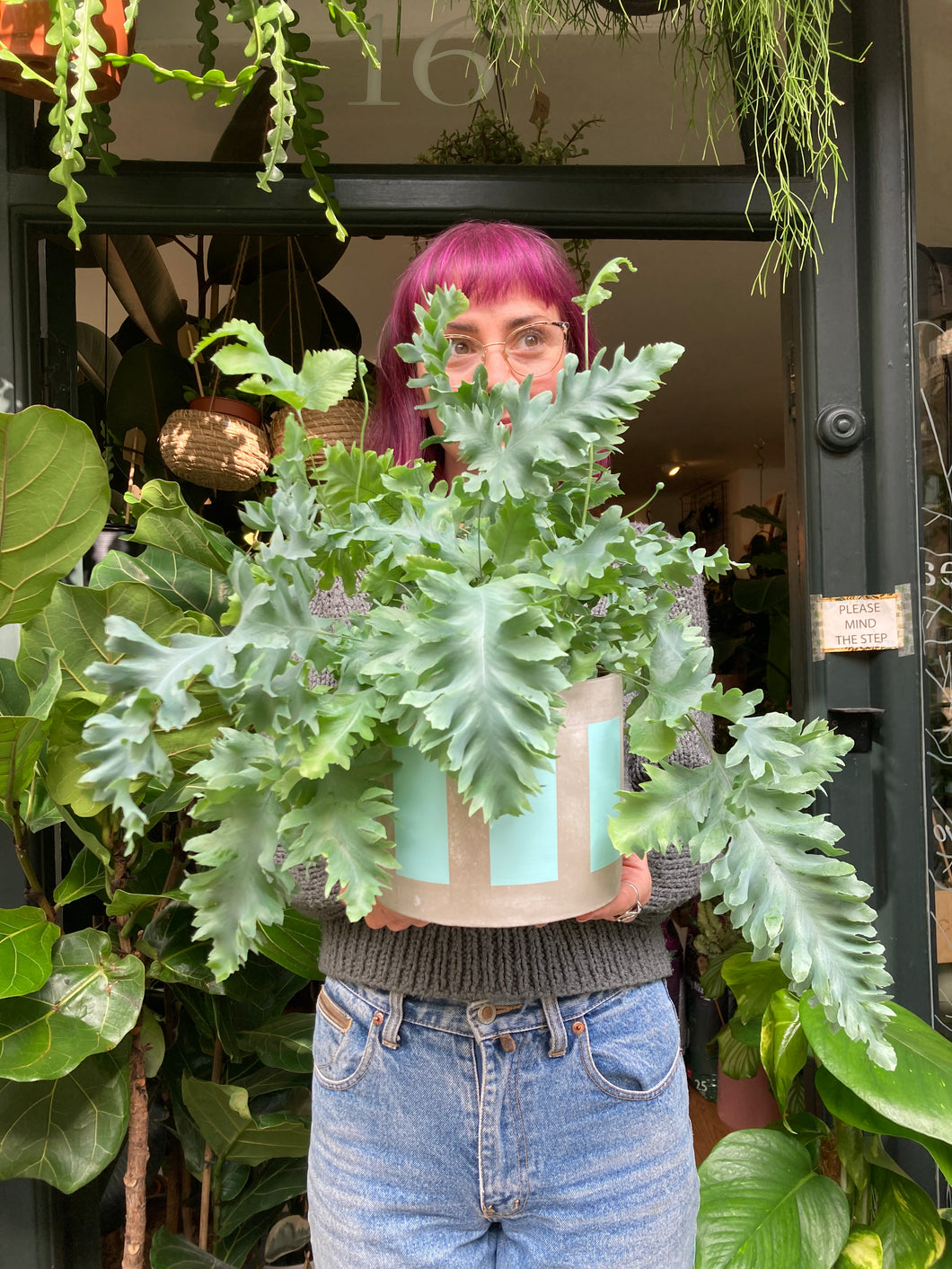 Phlebodium aureum Davana / Blue Star Fern