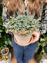 Load image into Gallery viewer, Pilea glaucophylla / Silver Sparkles -12cm Pot
