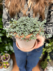 Pilea glaucophylla / Silver Sparkles -12cm Pot