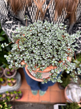Load image into Gallery viewer, Pilea glaucophylla / Silver Sparkles -12cm Pot
