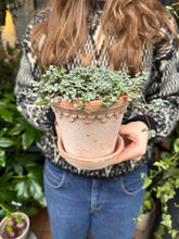 Load image into Gallery viewer, Pilea glaucophylla / Silver Sparkles -12cm Pot
