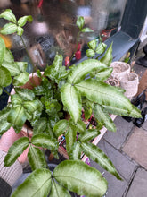 Load image into Gallery viewer, Pteris cretica Albolineata / Ribbon Fern
