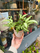 Load image into Gallery viewer, Pteris cretica Albolineata / Ribbon Fern
