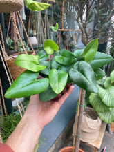 Load image into Gallery viewer, Hemionitis arifolia - Heart Leaf Fern
