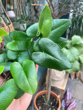 Load image into Gallery viewer, Hemionitis arifolia - Heart Leaf Fern
