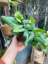 Load image into Gallery viewer, Hemionitis arifolia - Heart Leaf Fern
