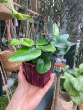 Load image into Gallery viewer, Hemionitis arifolia - Heart Leaf Fern
