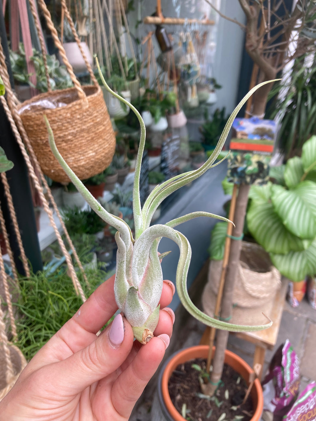 Tillandsia caput Medusae - Airplant