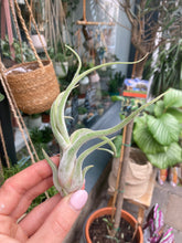 Load image into Gallery viewer, Tillandsia caput Medusae - Airplant
