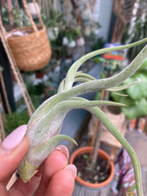 Load image into Gallery viewer, Tillandsia caput Medusae - Airplant
