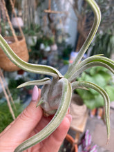Load image into Gallery viewer, Tillandsia caput Medusae - Airplant
