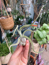 Load image into Gallery viewer, Tillandsia caput Medusae - Airplant
