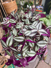 Load image into Gallery viewer, Tradescantia zebrina  - *Local Delivery or Local Pick Up Only*
